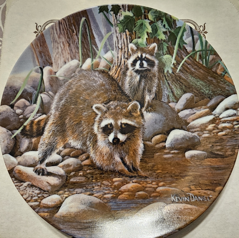 The Raccoon